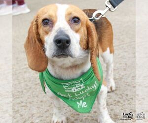 Beagle-Unknown Mix Dogs for adoption in Washington, DC, USA