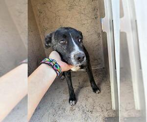 Mutt Dogs for adoption in Oklahoma City, OK, USA