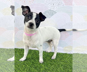 Chihuahua-Unknown Mix Dogs for adoption in Corona, CA, USA