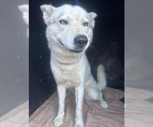 Siberian Husky-Unknown Mix Dogs for adoption in Orange, CA, USA
