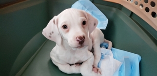 Pointer Dogs for adoption in Woodbridge, VA, USA