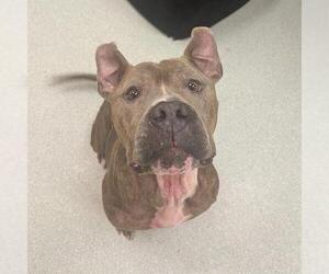 American Staffordshire Terrier Dogs for adoption in Boston, MA, USA