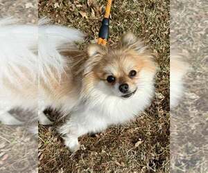 Medium Photo #1 Pomeranian Puppy For Sale in Lee's Summit, MO, USA