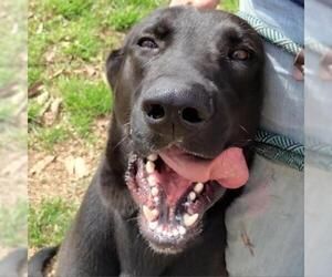 Great Dane Dogs for adoption in Von Ormy, TX, USA