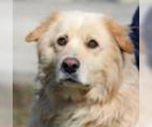 Golden Pyrenees Dogs for adoption in Yardley, PA, USA