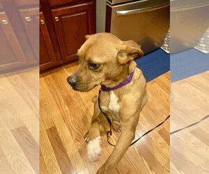 Boxer-Mountain Cur Mix Dogs for adoption in Boston, MA, USA