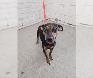 Chihuahua-Unknown Mix Dogs for adoption in San Bernardino, CA, USA