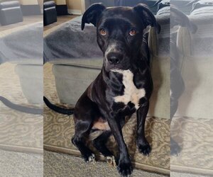 American Pit Bull Terrier-Labrador Retriever Mix Dogs for adoption in Westmont, IL, USA