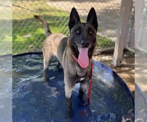 Mutt Dogs for adoption in Modesto, CA, USA