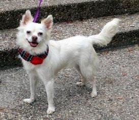 Chiranian Dogs for adoption in Arlington, TX, USA