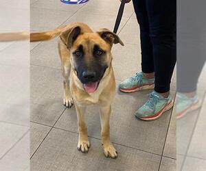 German Shepherd Dog-Unknown Mix Dogs for adoption in Rancho Cucamonga, CA, USA