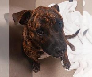 Black Mouth Cur-Unknown Mix Dogs for adoption in Fort Lauderdale, FL, USA