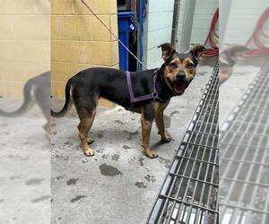 Rottweiler Dogs for adoption in Stockton, CA, USA