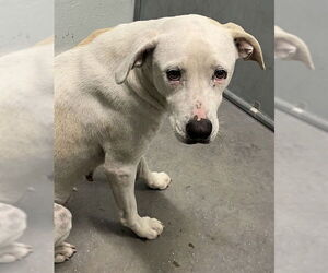 Boxer-Unknown Mix Dogs for adoption in Tavares, FL, USA