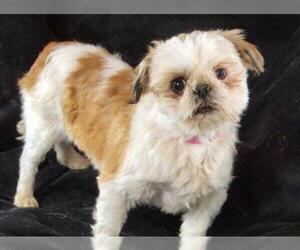 Shih Tzu Dogs for adoption in Bon Carbo, CO, USA