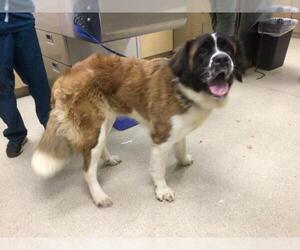 Saint Bernard Dogs for adoption in Riverside, CA, USA