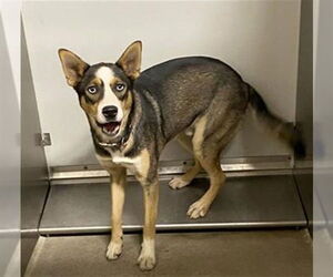 German Shepherd Dog-Siberian Husky Mix Dogs for adoption in Modesto, CA, USA