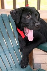 Medium Photo #1 Sheprador Puppy For Sale in Wetumpka, AL, USA