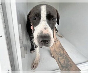Labrador Retriever Dogs for adoption in Houston, TX, USA