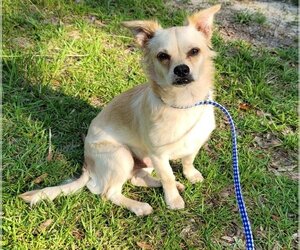 Chiranian Dogs for adoption in Bonifay , FL, USA