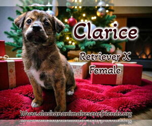 Retriever -Unknown Mix Dogs for adoption in Anchorage, AK, USA