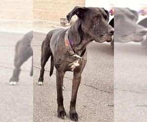 Great Dane Dogs for adoption in Ogden, UT, USA