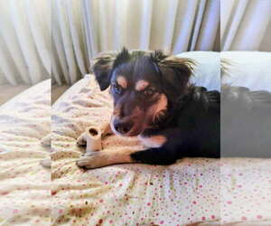 Australian Shepherd-Unknown Mix Dogs for adoption in Apple Valley, CA, USA