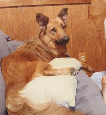 Golden Shepherd Dogs for adoption in Minneapolis, MN, USA