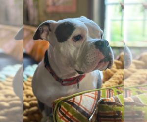 American Bulldog-Unknown Mix Dogs for adoption in Decatur, GA, USA