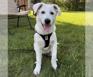 Great Pyrenees-Unknown Mix Dogs for adoption in Minneapolis, MN, USA