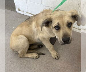 German Shepherd Dog-Unknown Mix Dogs for adoption in San Bernardino, CA, USA