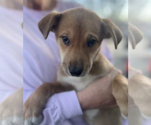 Labrador Retriever-Unknown Mix Dogs for adoption in Rockville, MD, USA