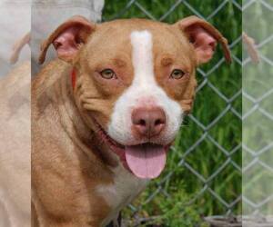 Bullboxer Pit Dogs for adoption in Madisonville, TX, USA