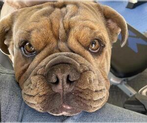 Bulldog Dogs for adoption in Incline Village, NV, USA