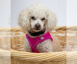 Maltipoo Dogs for adoption in Princeton, MN, USA