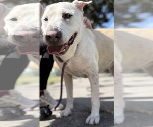 Labrador Retriever-Unknown Mix Dogs for adoption in Sanford, FL, USA