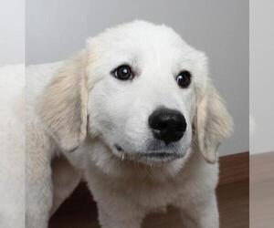 Great Pyrenees Dogs for adoption in Eden Prairie, MN, USA