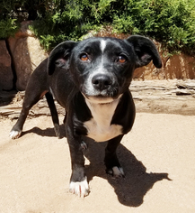 Dorgi Dogs for adoption in Albuquerque, NM, USA