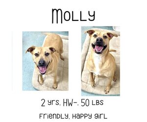 Mutt Dogs for adoption in Albany, GA, USA