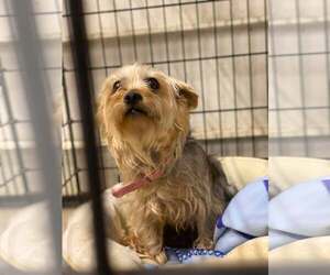 Mutt Dogs for adoption in Lewistown, PA, USA