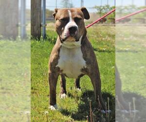 American Pit Bull Terrier-Unknown Mix Dogs for adoption in Monticello, IA, USA