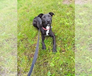 Labrador Retriever-Unknown Mix Dogs for adoption in Pottstown, PA, USA