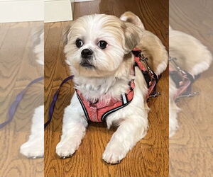 Lhasa Apso-Unknown Mix Dogs for adoption in Mundelein, IL, USA