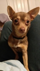 Chihuahua Dogs for adoption in Gilbertsville, PA, USA