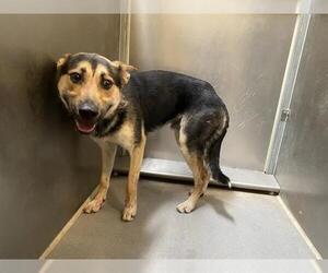 German Shepherd Dog-Unknown Mix Dogs for adoption in Modesto, CA, USA