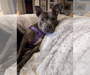 Blue Lacy-Unknown Mix Dogs for adoption in Aurora, CO, USA