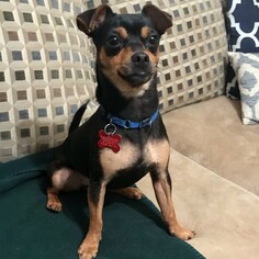 Chihuahua Dogs for adoption in Potomac, MD, USA