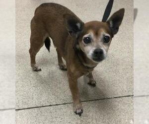 Chihuahua Dogs for adoption in Riverside, CA, USA