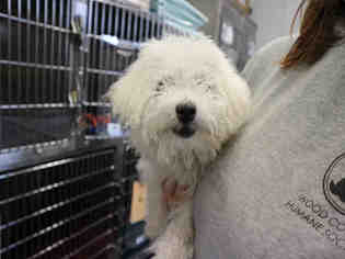 Poodle (Miniature)-Unknown Mix Dogs for adoption in Bowling Green, OH, USA