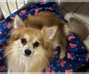 Chiranian Dogs for adoption in Lebanon, PA, USA